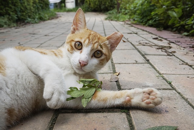 Free Cat The Amount photo and picture