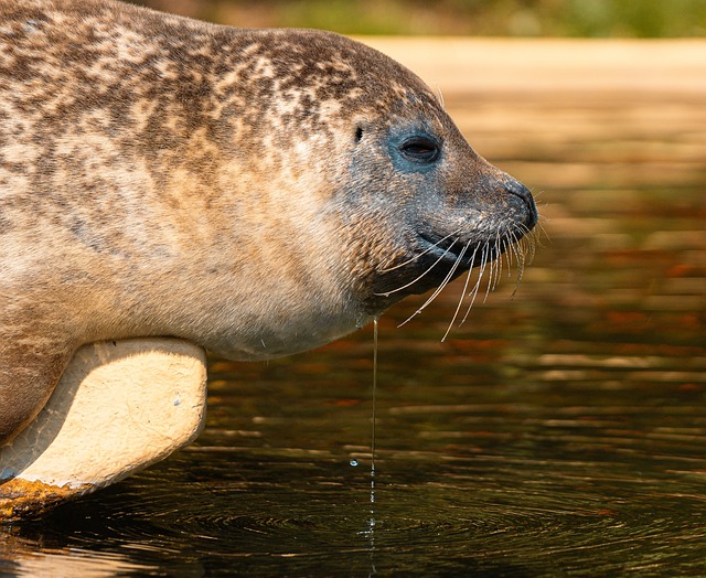 Free Seals Seal photo and picture