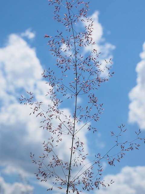 Free Red Bent Grass Inflorescence photo and picture