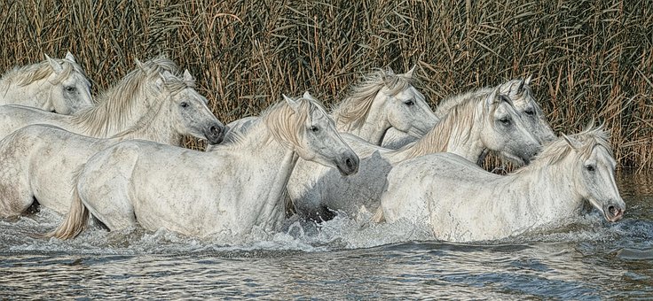 Pferde, Mähne, Stute, Pferd, Säugetiere