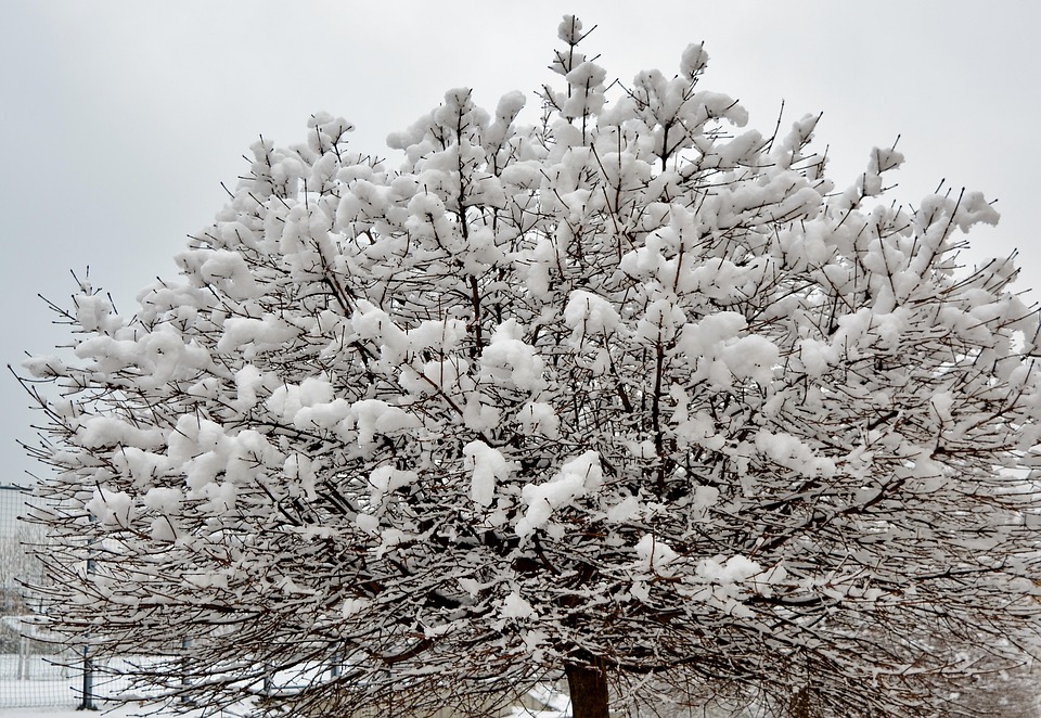 木 雪 冬 - Pixabayの無料写真 - Pixabay