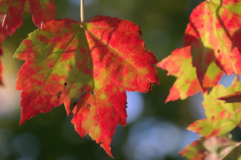 Herbst Herbstlaub Rot Kostenloses Foto Auf Pixabay herbst-herbstlaub-rot-kostenloses-foto-auf-pixabay