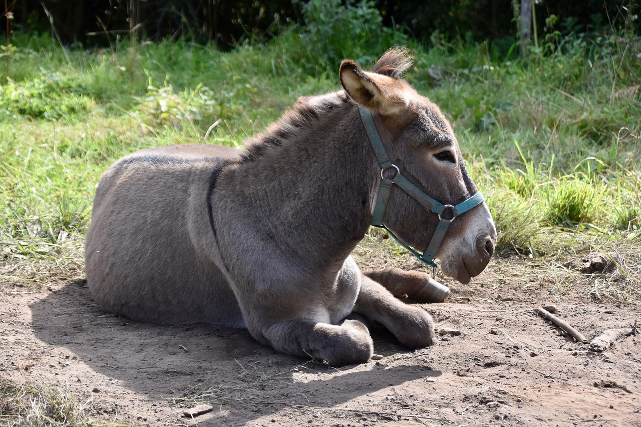 100 Free Ass Donkey Images Pixabay 100 Free Ass Donkey Images Pixabay