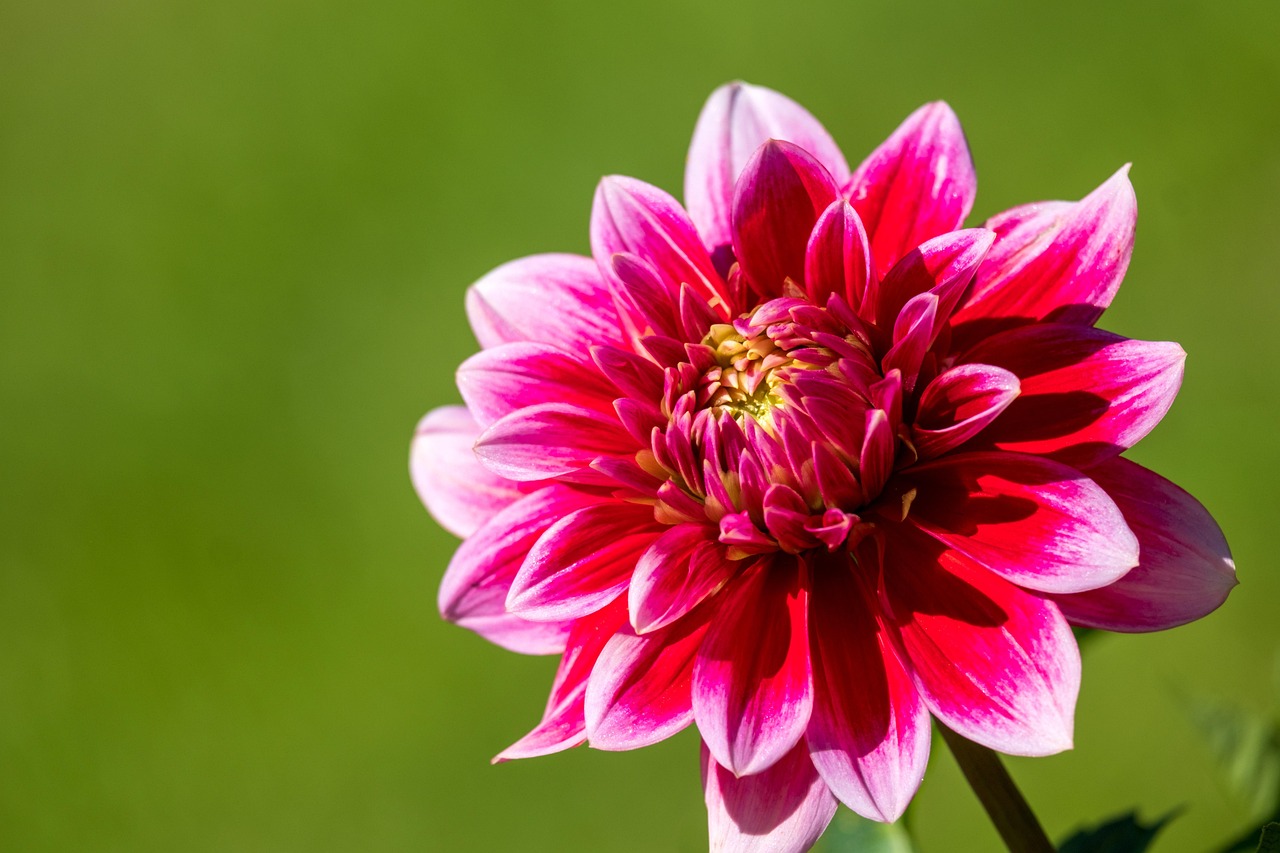 ダリア 花 ピンク Pixabayの無料写真