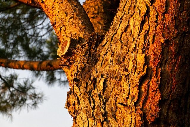 Bark Pine Tree Maritime - Free photo on Pixabay - Pixabay