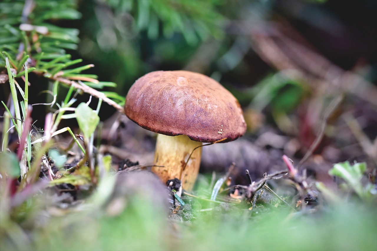 8,000+ Free Mushroom Forest & Mushroom Images Pixabay