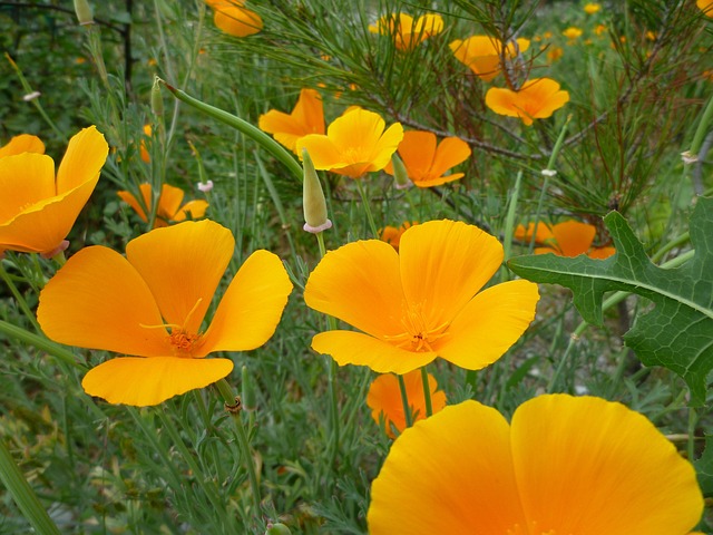 Flowers Spring Summer - Free photo on Pixabay