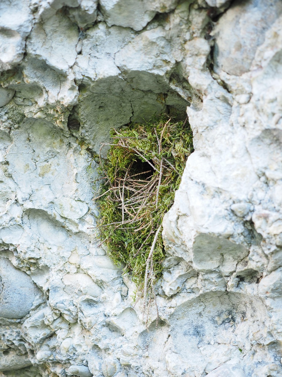 Bird Nest Building Rock Free photo on Pixabay Pixabay