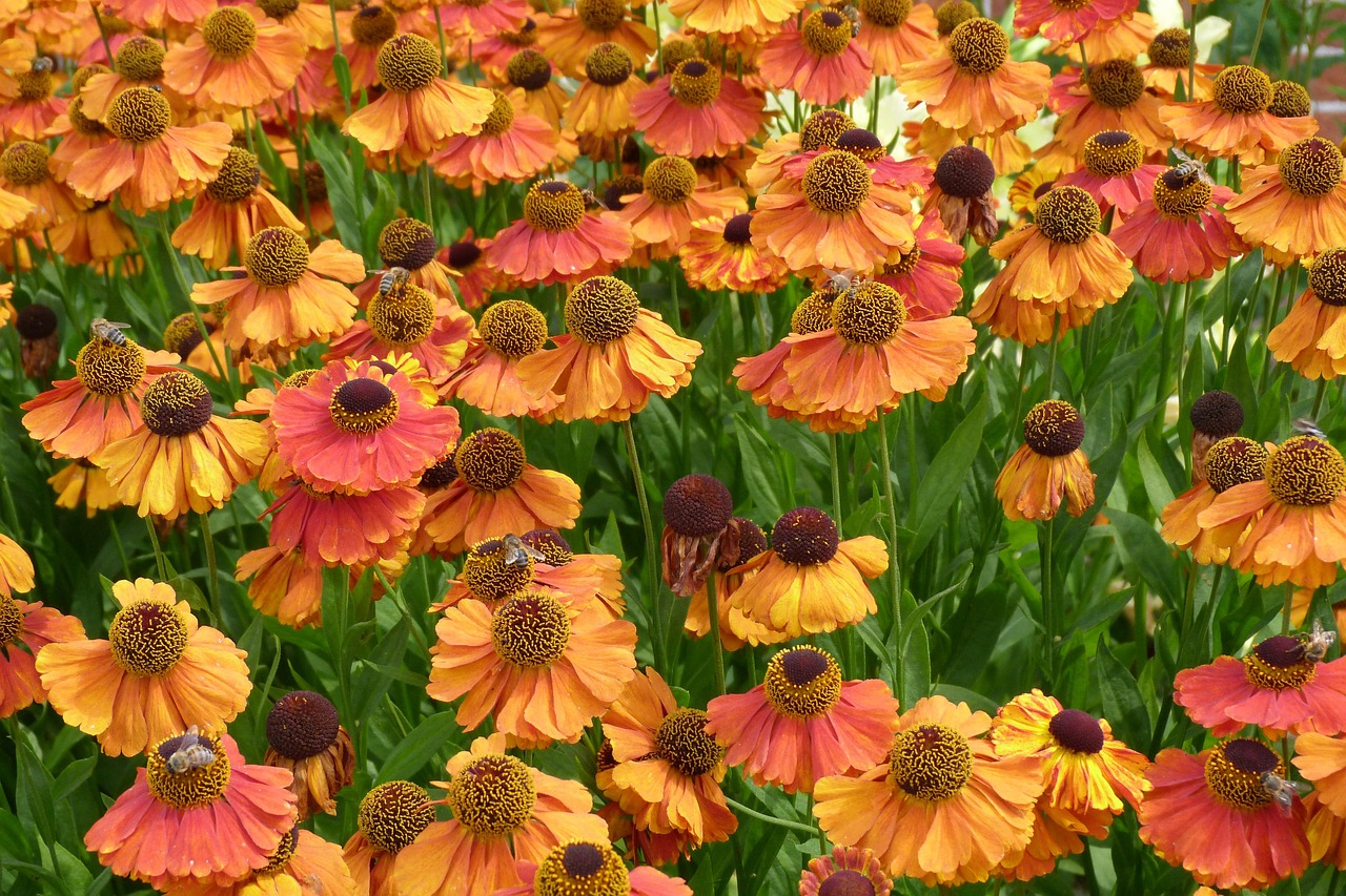 How to Grow Helenium Gardening with Charlie