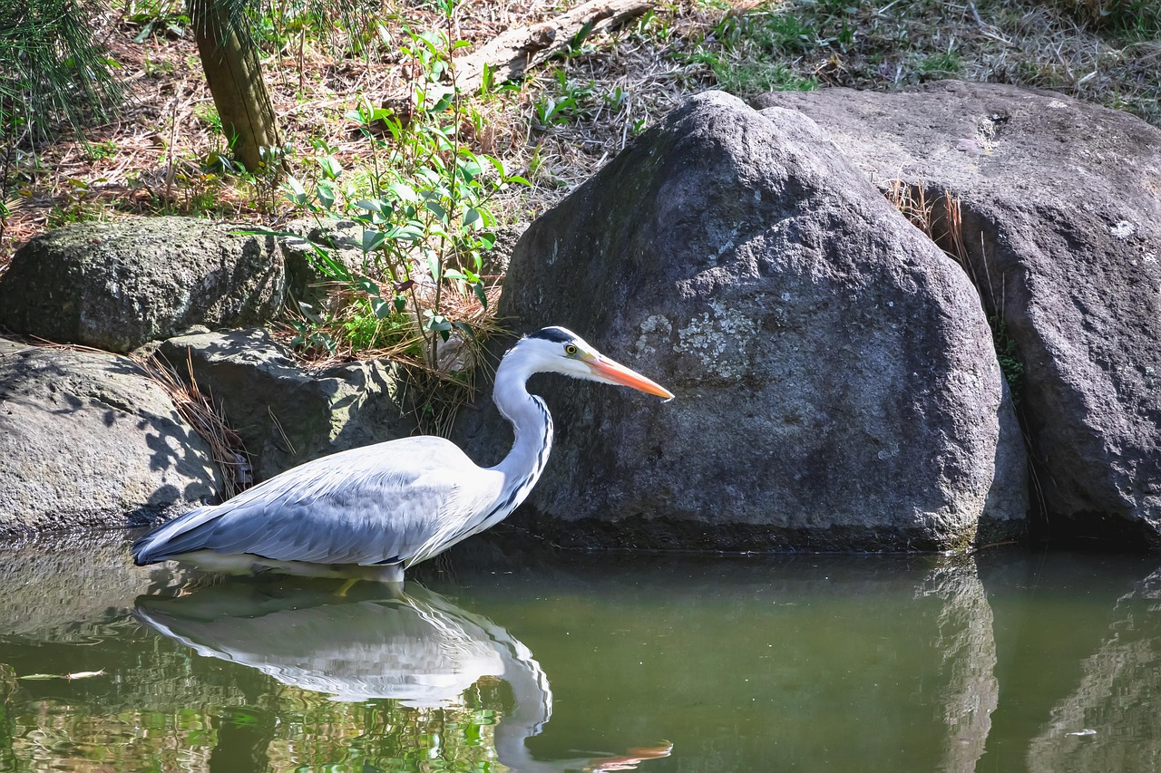 鳥 サギ 自然 - Pixabayの無料写真 - Pixabay
