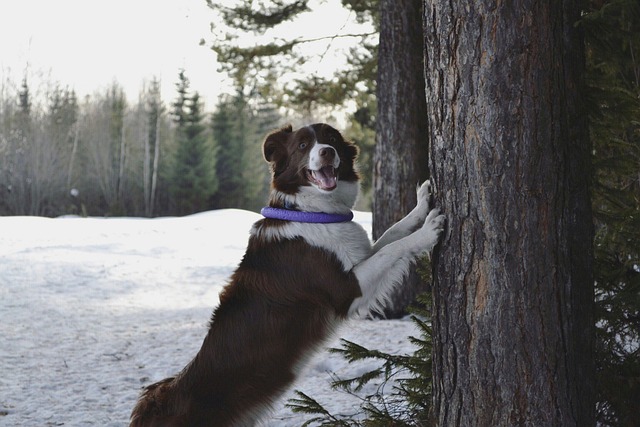 Hund, Border Collie, Skoven, Vinter