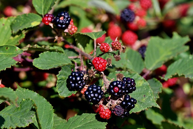 moras-frutas-comida-foto-gratis-en-pixabay-pixabay