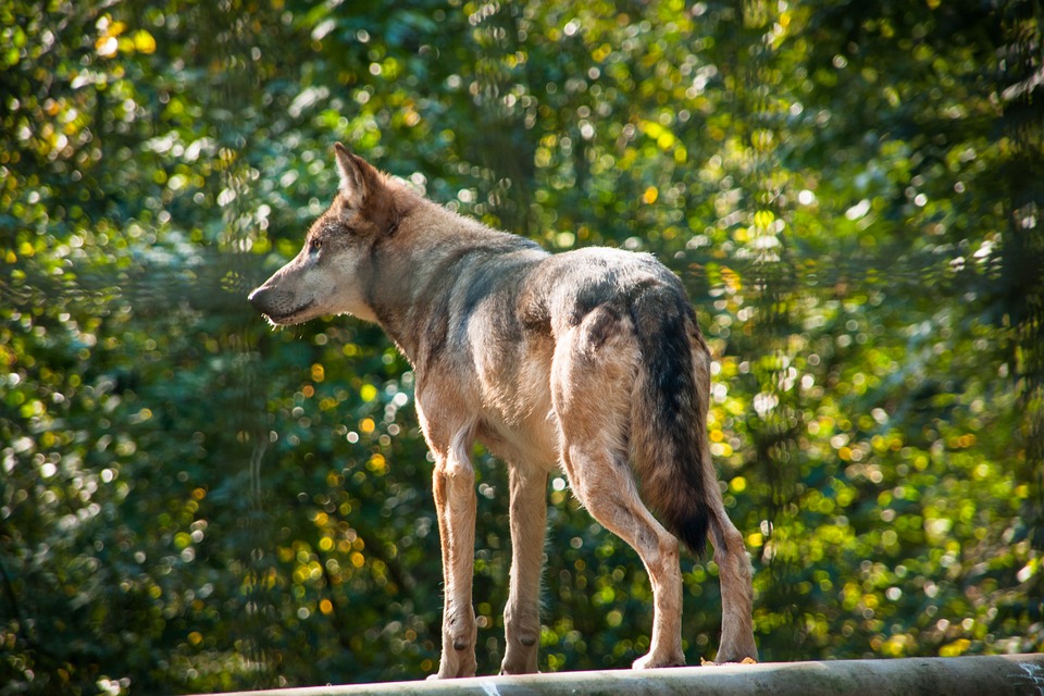 Loup, Animaux Sauvages, Prédateur, Canis Lupis, Hunter
