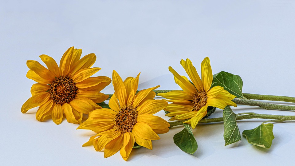 Sunflowers Three Lying Close Up Free photo on Pixabay Pixabay