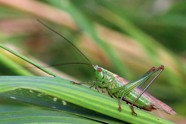 Free Bush Cricket Conehead photo and picture