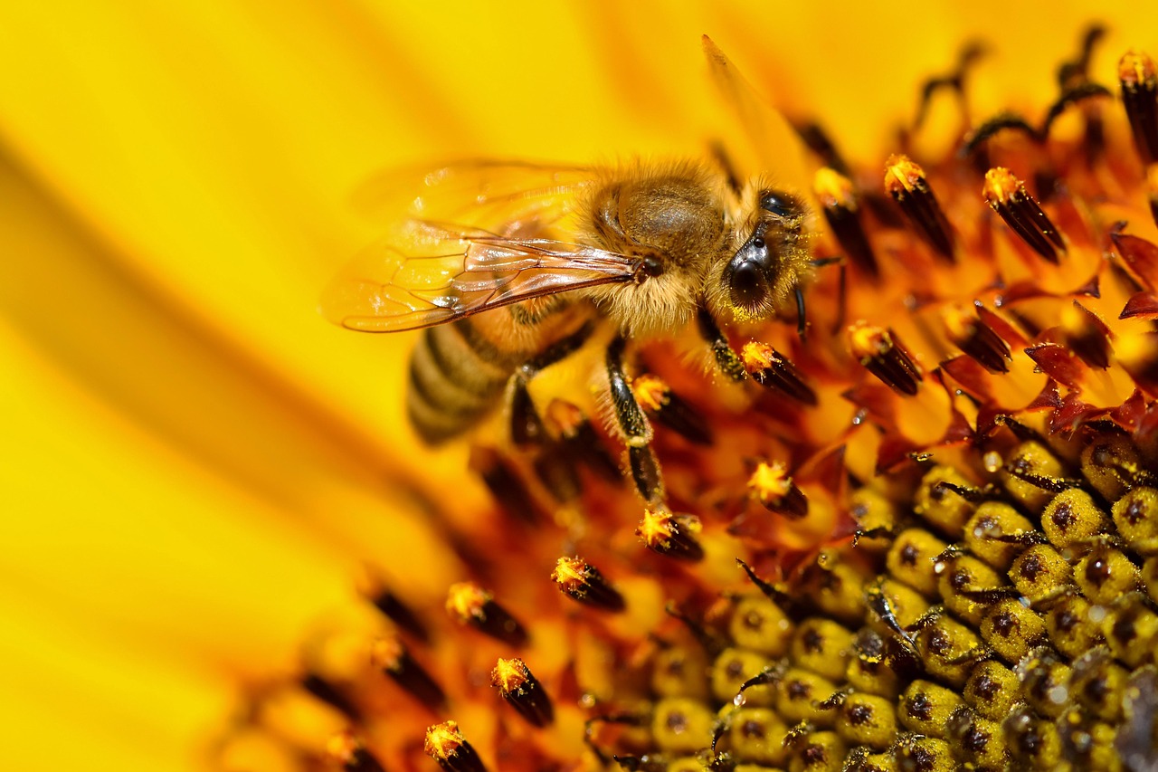 Sun Bee Insect Sunflower Bee Insect - Free photo on Pixabay