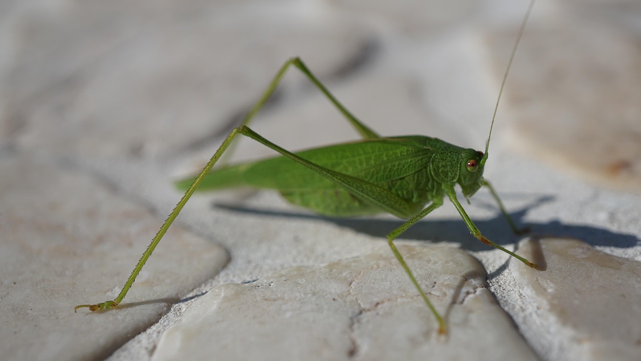 Grasshopper Hay Horse Insect Close - Free photo on Pixabay - Pixabay