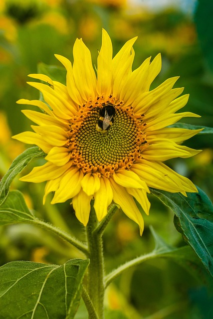 Download free HD stock image of Sunflower Bumblebee Free Sunflower Bumblebee photo and picture