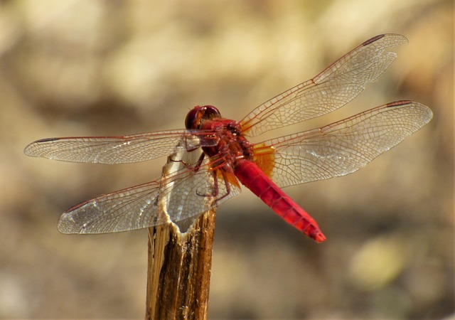 Free Insect Libellulidé photo and picture