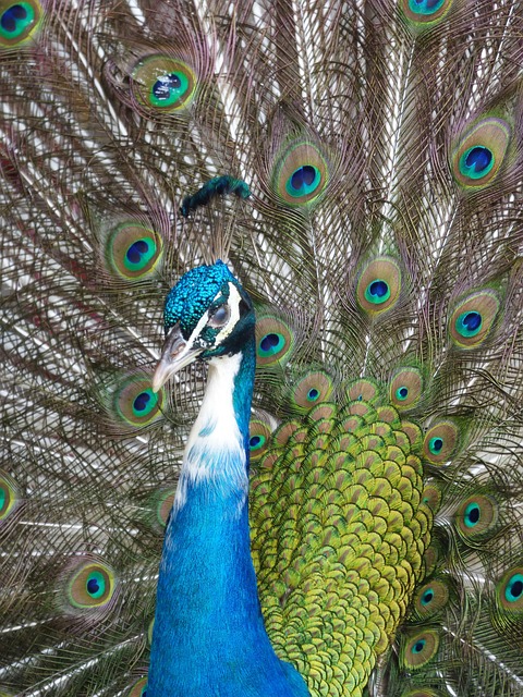 Free Peacock Bird photo and picture