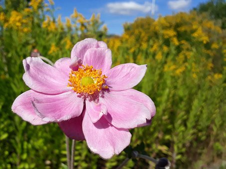 Free Autumn Anemone Flower Wallpaper photo and picture