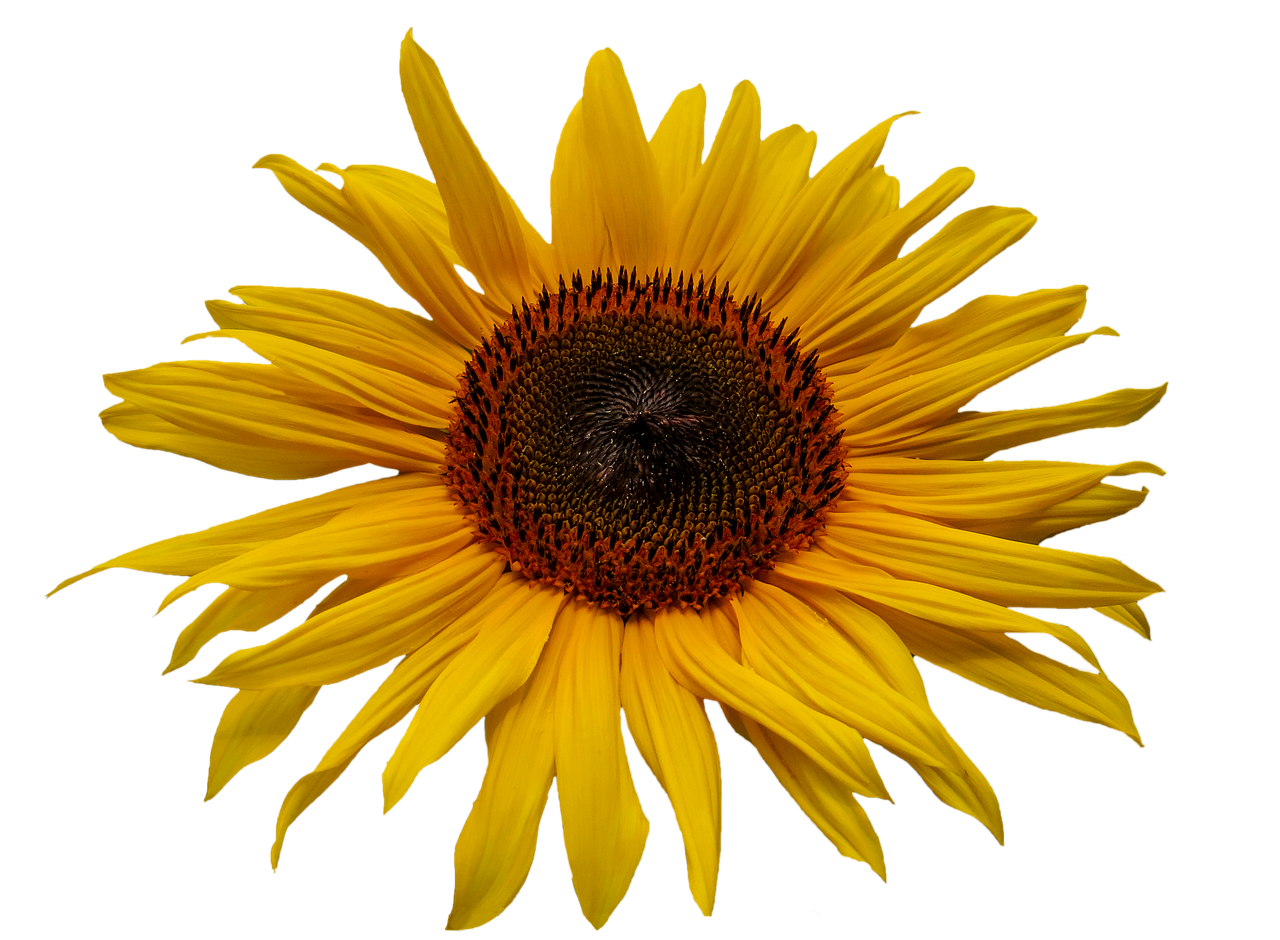 50+ kostenlose Sonnenblume Freigestellt und Sonnenblume-Bilder - Pixabay