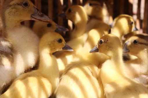 Free Animals Food photo and picture