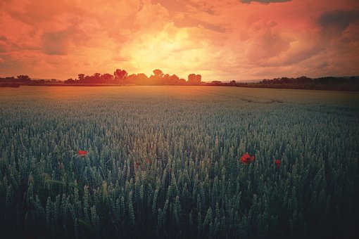 Zonsondergang, Papaver, Veld, Natuur