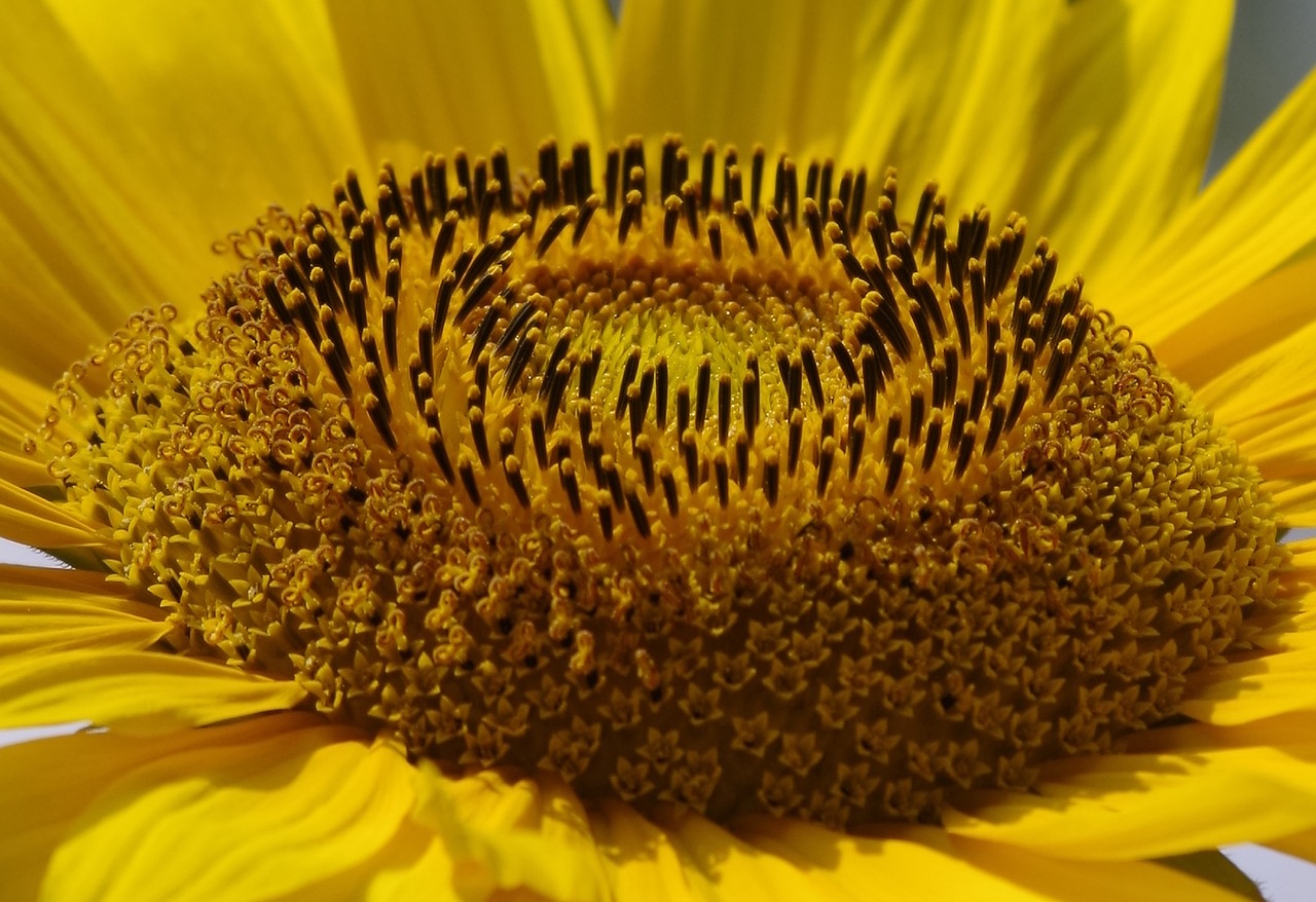 Sunflower - free online jigsaw puzzle photo