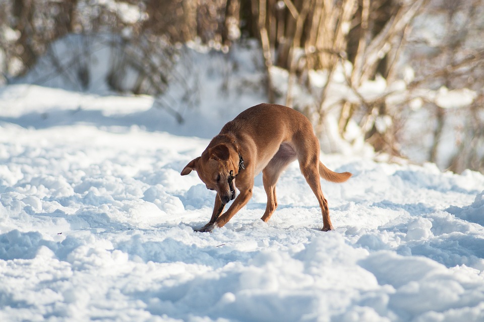 Anjing Salju Musim Dingin Foto Gratis Di Pixabay