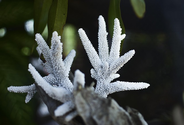 Free Corals On Shallow Tree Of Life photo and picture