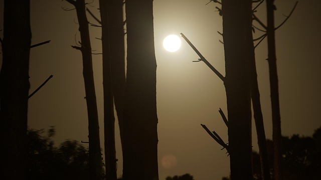 Free Moon Forest photo and picture