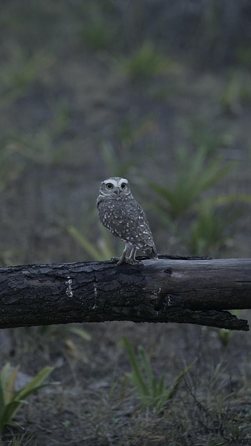 Free Owl Animal photo and picture