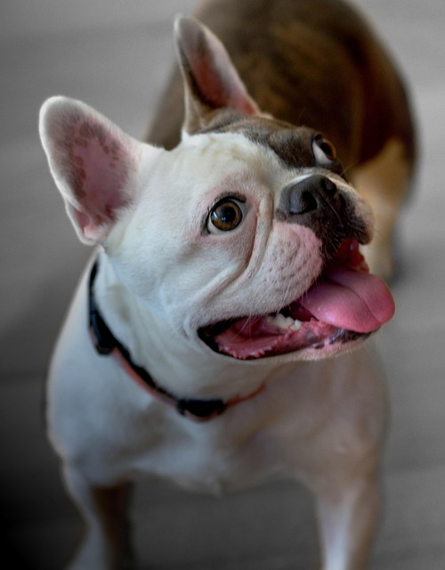Free Bulldog Puppy photo and picture