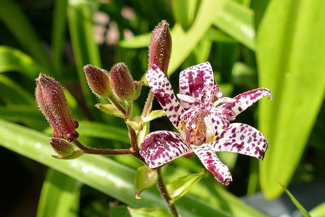 Free Flower Plant photo and picture