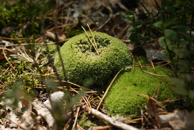 Nieder, Bielistka, Geschützt, Wald