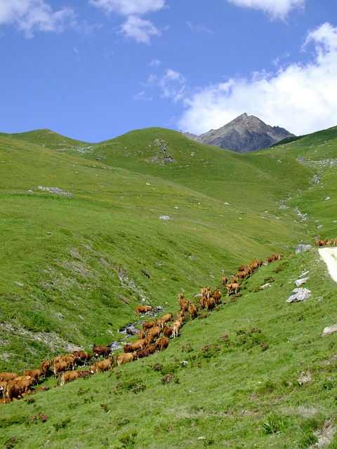 Free Alps Cows photo and picture