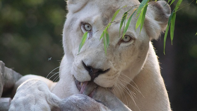 Free Lion Cat photo and picture