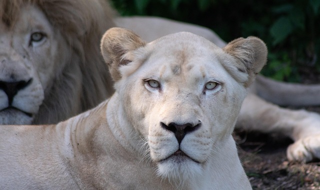 Free Lion Lioness photo and picture