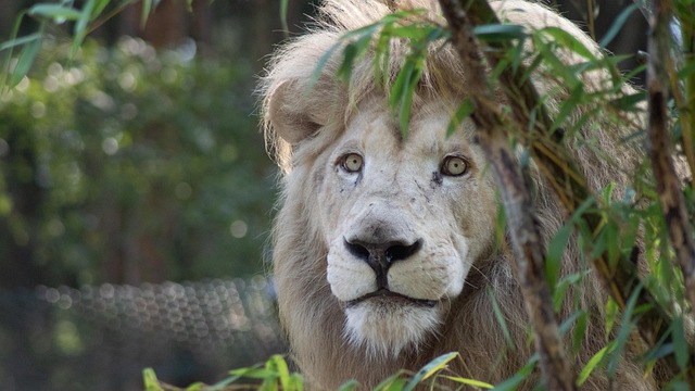 Free Lion Predator photo and picture