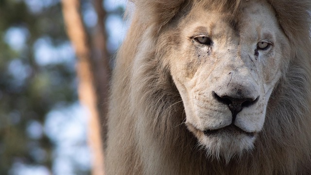 Free Lion Predator photo and picture