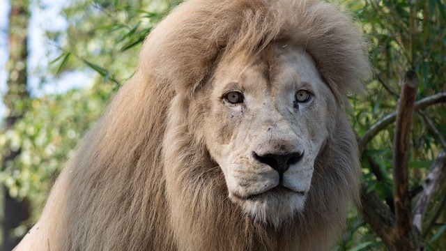 Free Lion Animal photo and picture