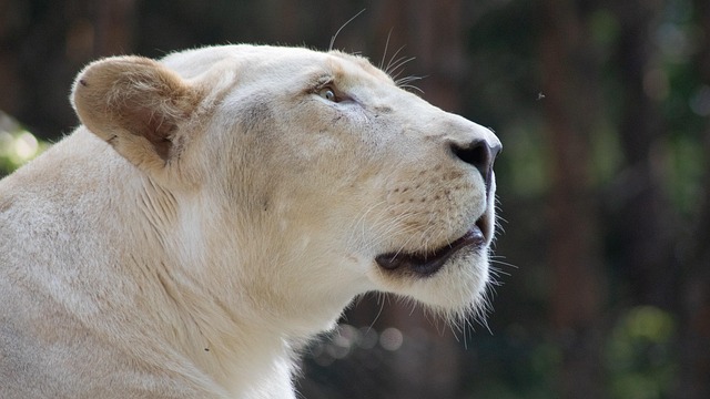 Free Lion Predator photo and picture