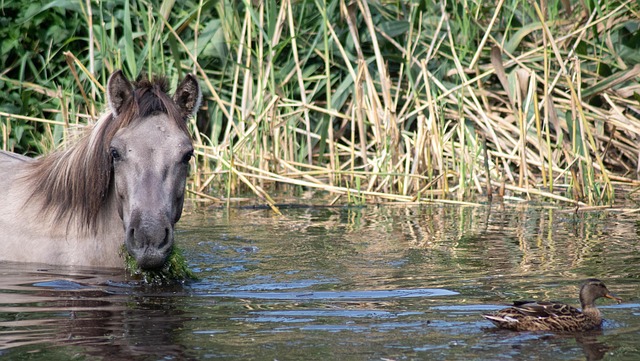 Free Water Horse photo and picture