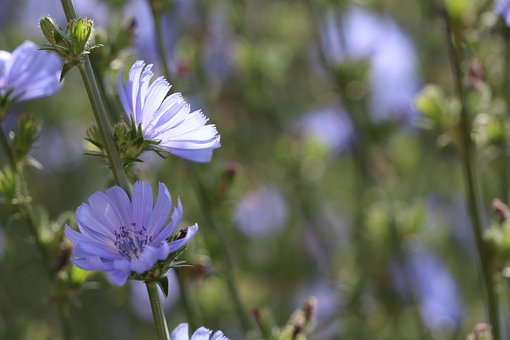 Free Wait Away Flower photo and picture