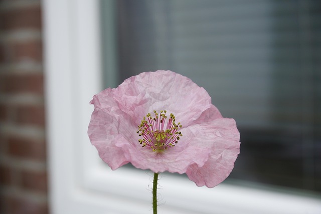 Free Flower Beautiful Flowers photo and picture