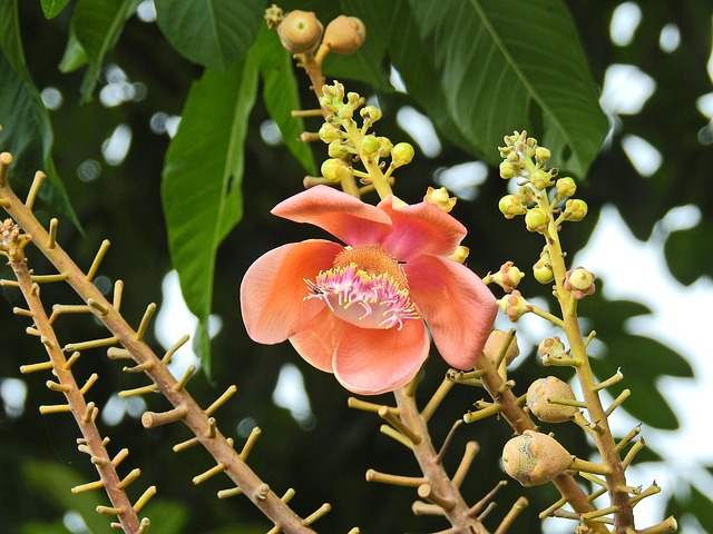 Free Cannonball Tree Thailand photo and picture