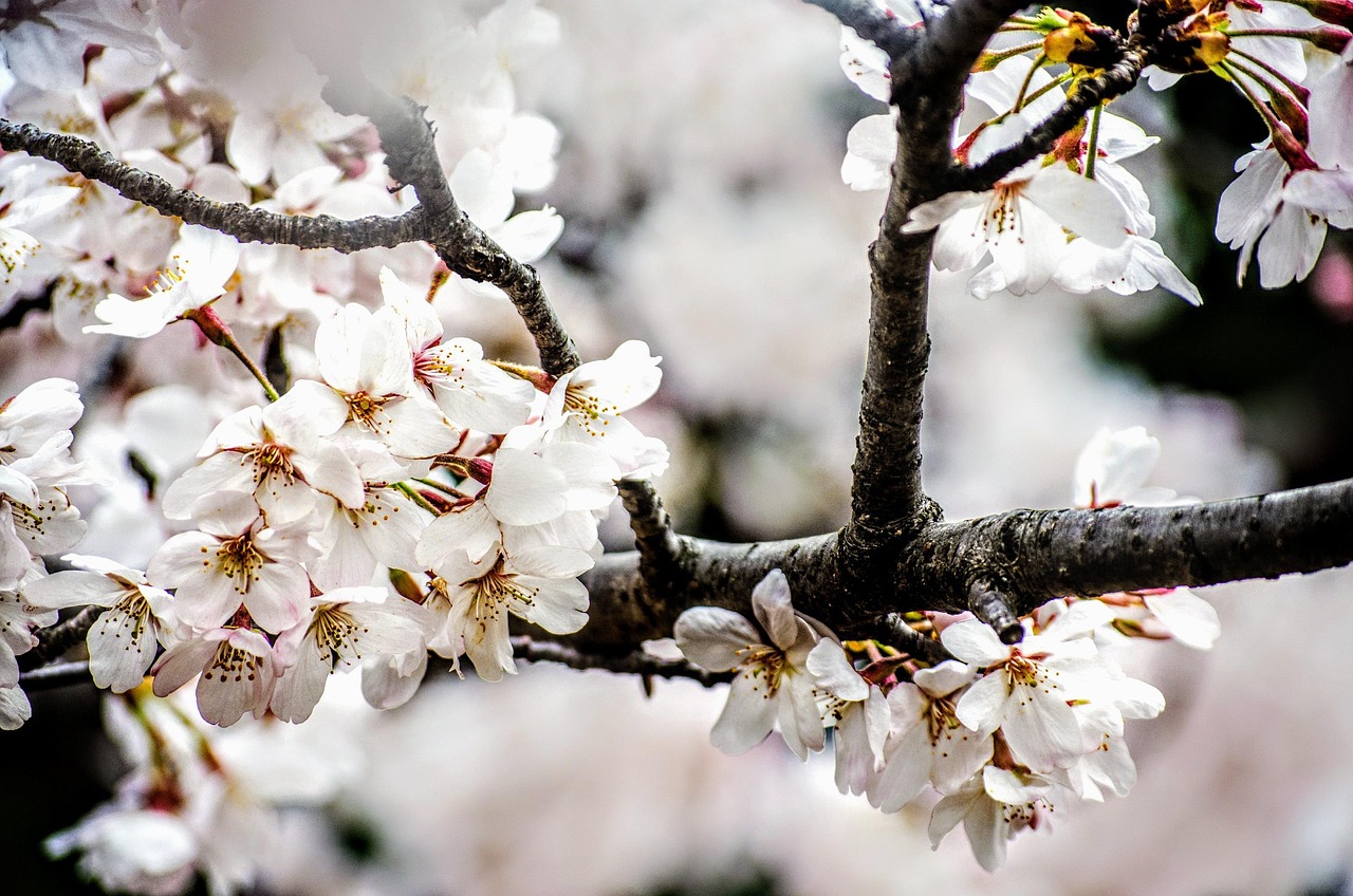 Fleur De Cerisier Fleurir Sakura - Photo gratuite sur Pixabay - Pixabay
