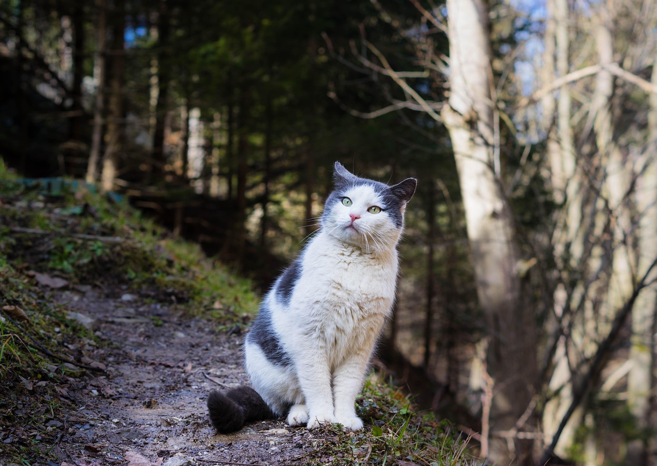 Cat - free online jigsaw puzzle photo