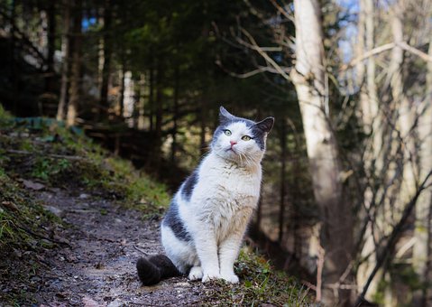 Free Cat Nature photo and picture
